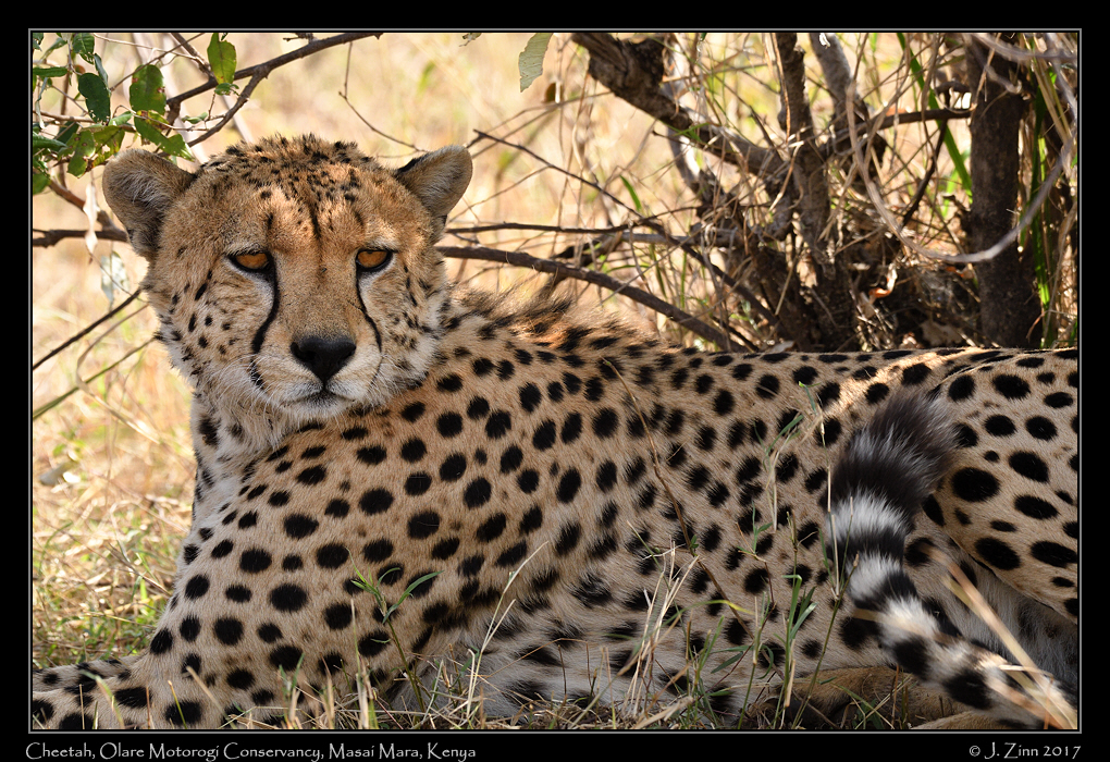 cheetah_JZ5_9383a