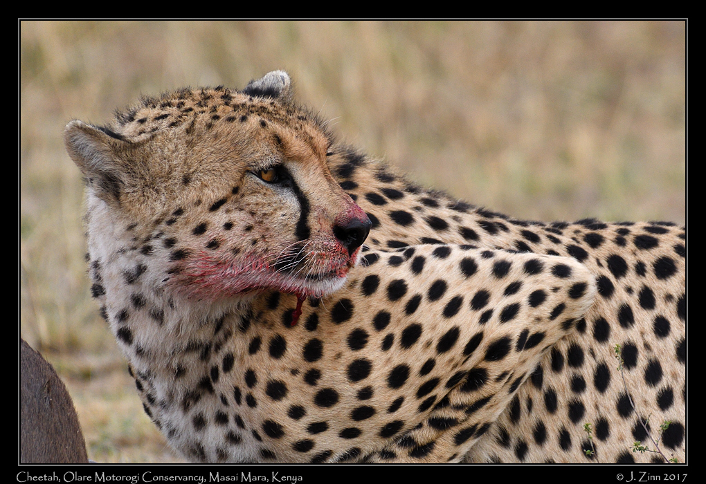 cheetah_JZ5_9737a