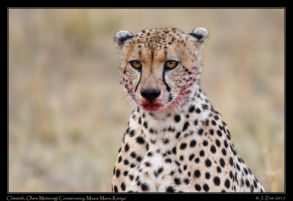 cheetah_JZ5_9771a