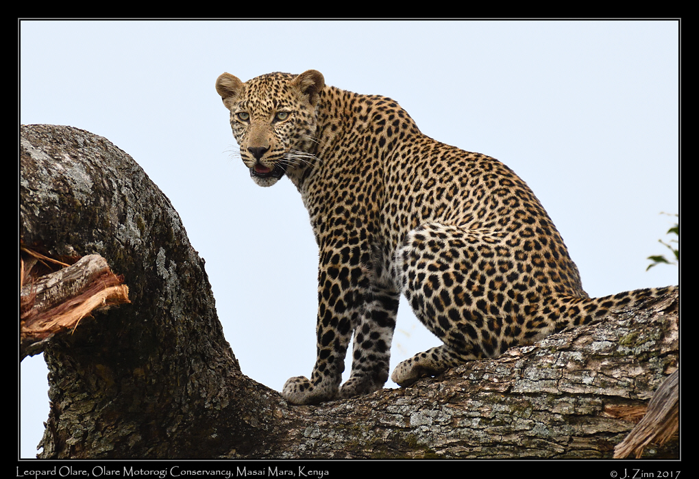 leopard_JZ5_7450a