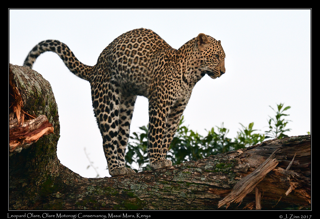 leopard_JZ5_7948a
