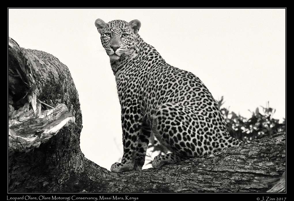 leopard_JZ5_7967abw