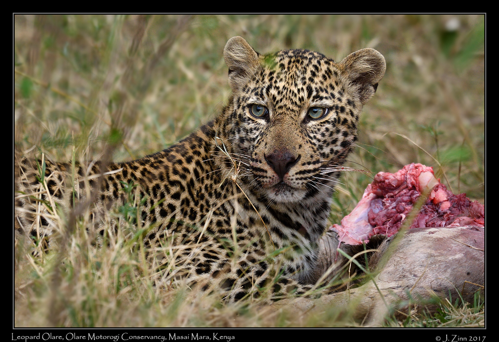 leopard_JZ5_9662a