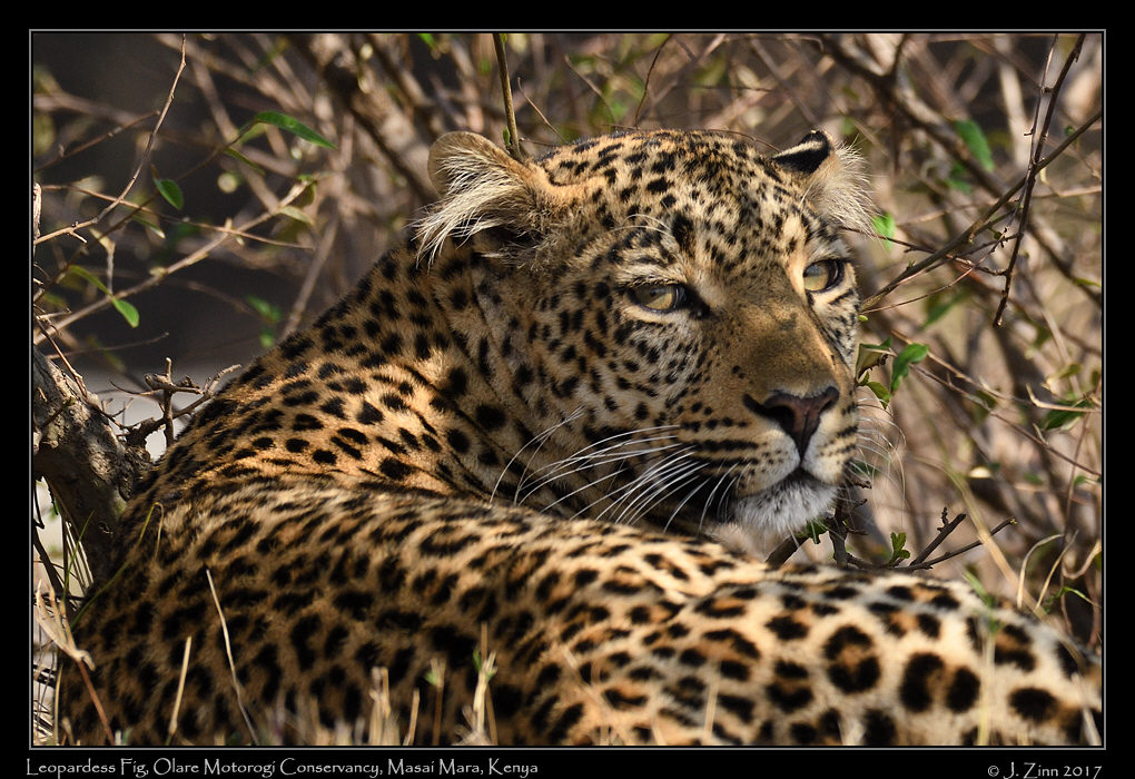 leopard_fig_JZ5_0226a