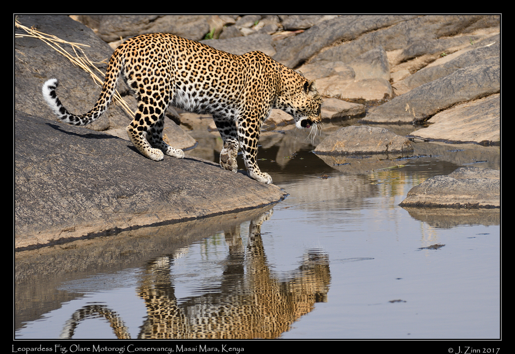 leopard_fig_JZ5_0342a