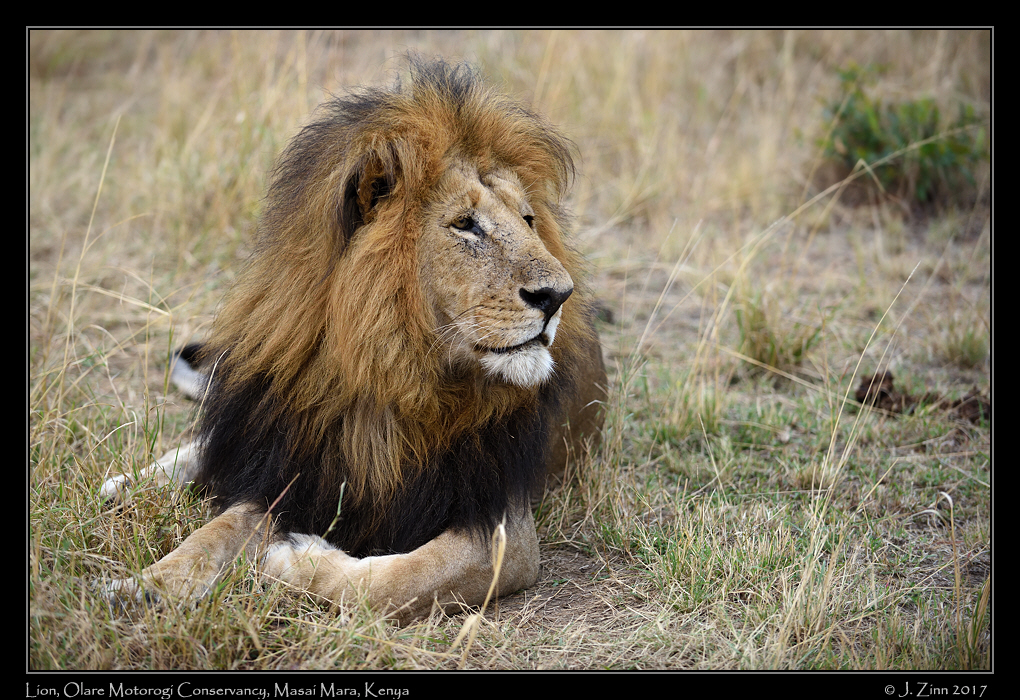 lion_JCZ_9984a