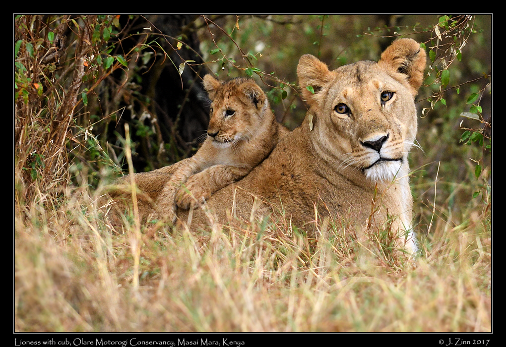 lion_JZ5_7797a