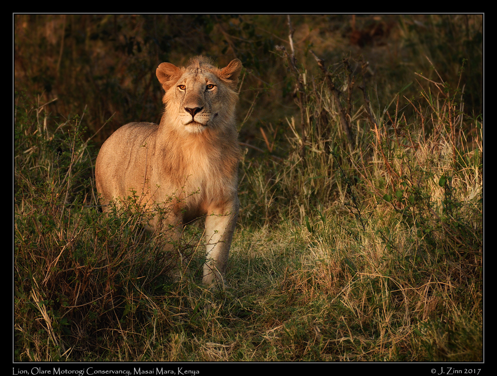 lion_JZ5_8067a