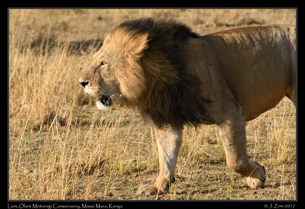 lion_JZ5_8299a