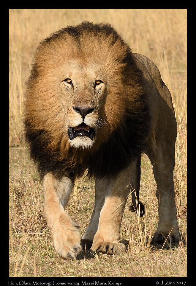 lion_JZ5_8331b