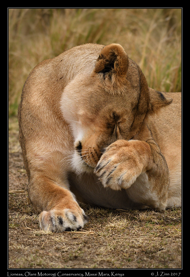 lion_JZ5_8961a