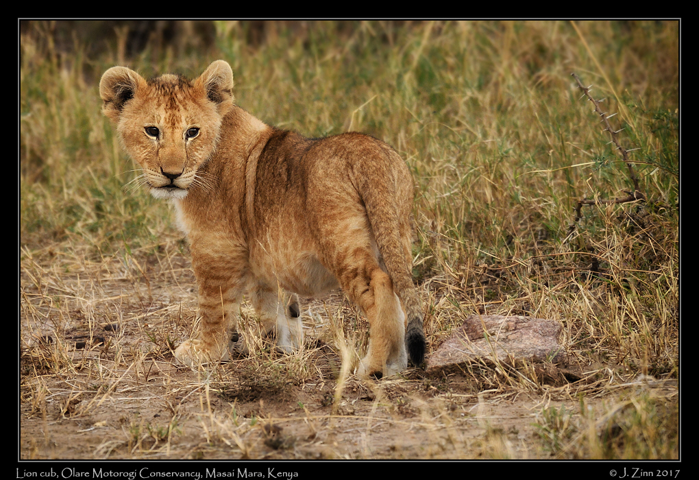 lion_JZ5_9799adxo