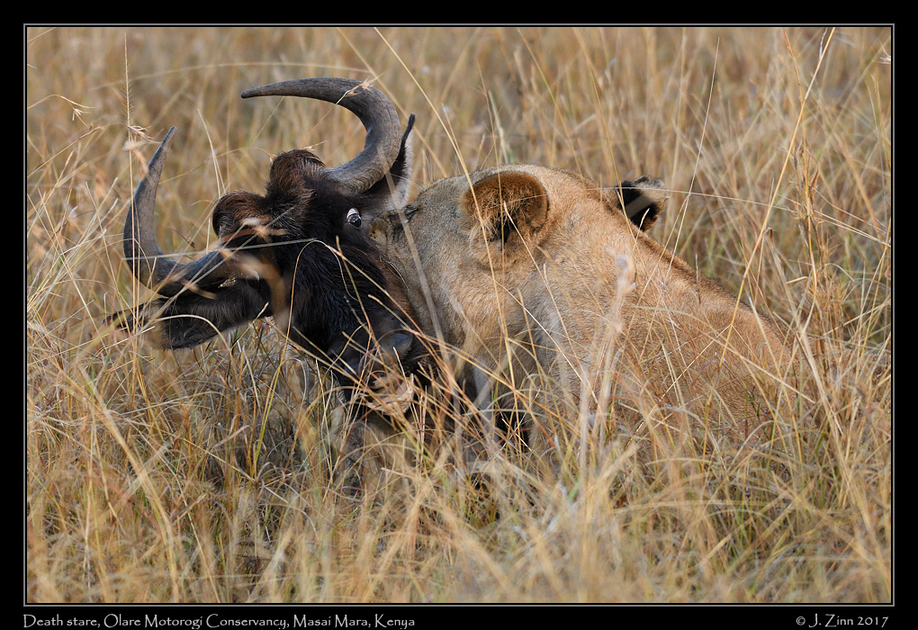 lion_JZ5_9970a