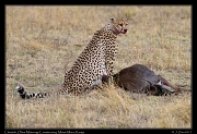  Cheetah � J. Zinn