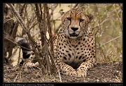  Cheetah � J. Zinn