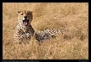  Cheetah � J. Zinn