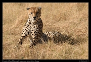  Cheetah � J. Zinn