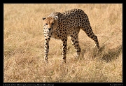  Cheetah � J. Zinn