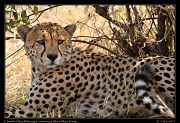  Cheetah � J. Zinn