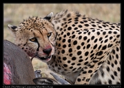 Cheetah � J. Zinn