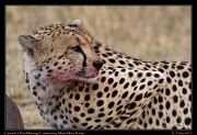  Cheetah � J. Zinn