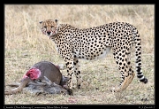  Cheetah � J. Zinn