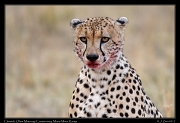  Cheetah � J. Zinn