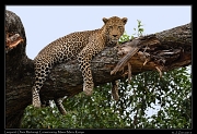  Leopard � J. Zinn
