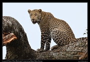 Leopard Olare � J. Zinn