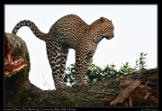  Leopard Olare � J. Zinn