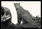  Leopard Olare � J. Zinn