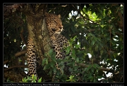  Leopard Olare � J. Zinn