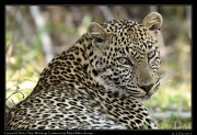  Leopard Olare � J. Zinn