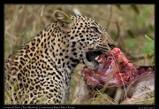  Leopard Olare � J. Zinn