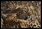  Leopard Fig � J. Zinn