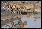  Leopard Fig � J. Zinn