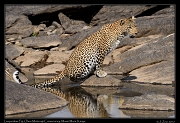  Leopard Fig � J. Zinn