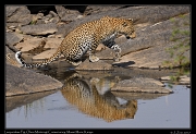  Leopard Fig � J. Zinn