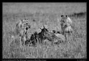  Lions on wildebeest kill � J. Zinn