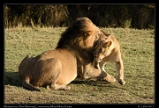  Lions mating � J. Zinn