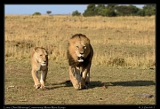  Lions � J. Zinn