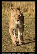  Lion � J. Zinn