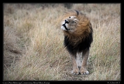  Lion � J. Zinn