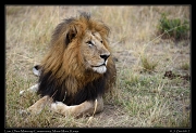  Lion � J. Zinn