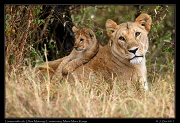  Lioness with cub � J. Zinn