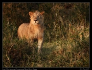  Lion � J. Zinn