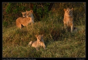 Lions � J. Zinn
