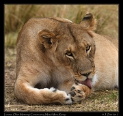  Lion � J. Zinn