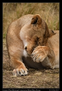  Lion � J. Zinn