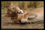  Lion � J. Zinn